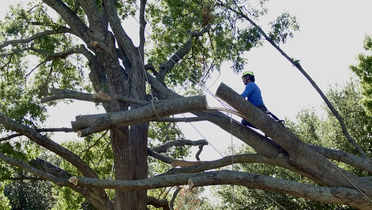 Professional Crown Thinning performed by certified arborists in Atoka