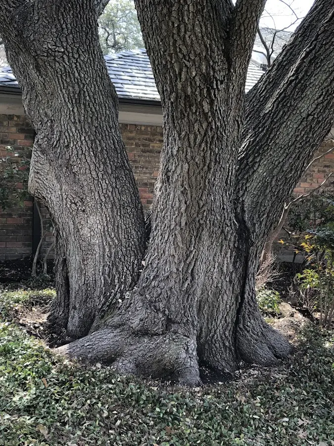 Mature heritage tree close to a Atoka property cared for by certified arborists